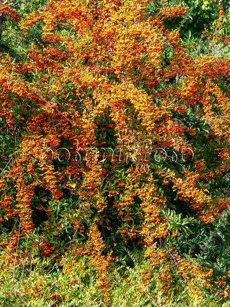 465157 - Scarlet firethorn (Pyracantha coccinea)