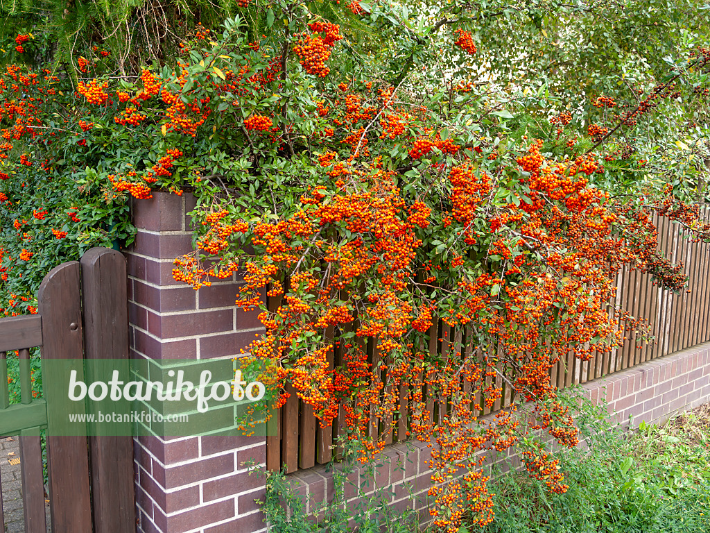 524225 - Scarlet firethorn (Pyracantha coccinea)