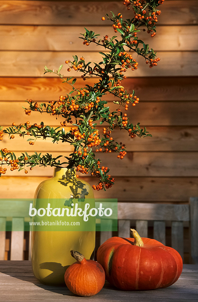 442083 - Scarlet firethorn (Pyracantha coccinea) and squash (Cucurbita)