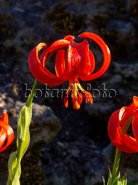 462005 - Scarlet martagon lily (Lilium chalcedonicum)