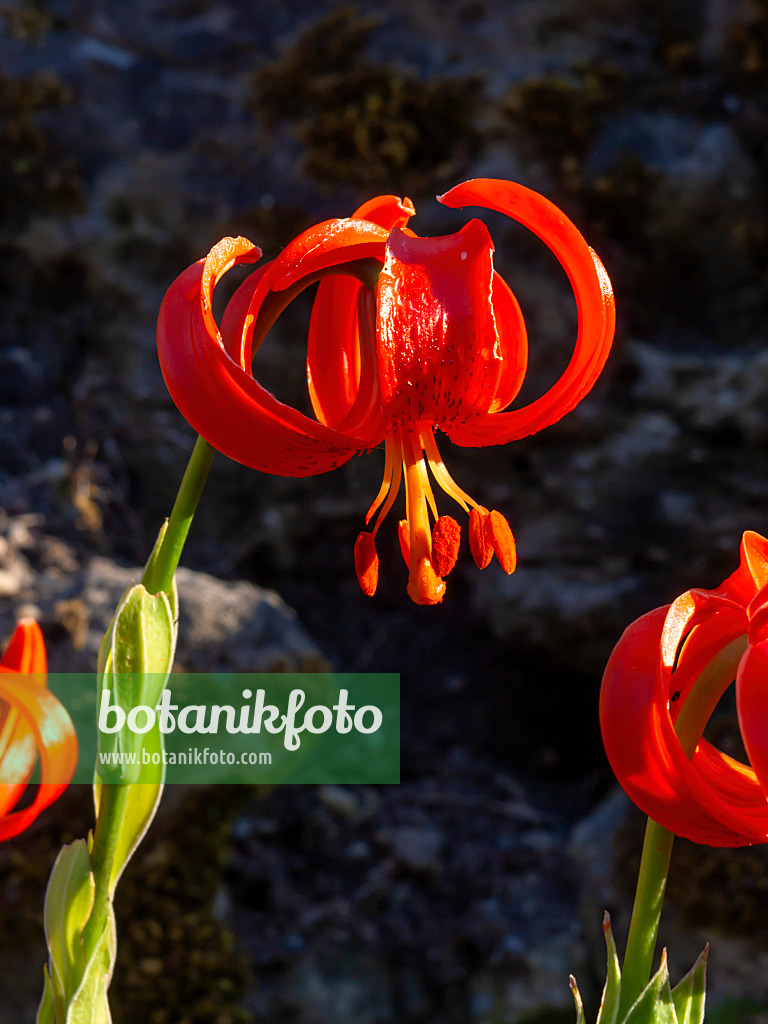 462005 - Scarlet martagon lily (Lilium chalcedonicum)