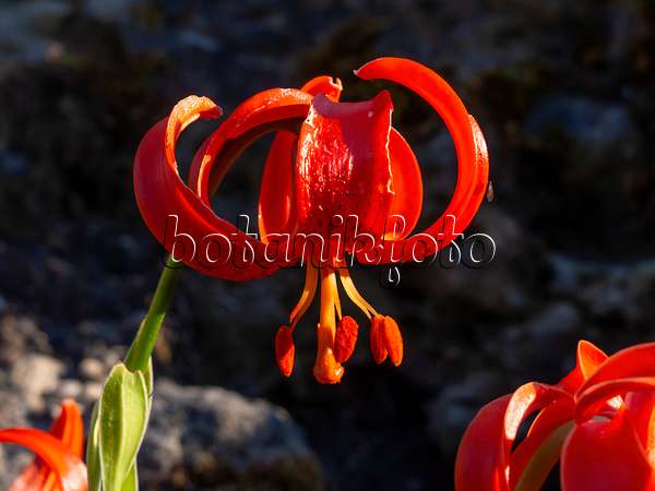 462006 - Scarlet martagon lily (Lilium chalcedonicum)