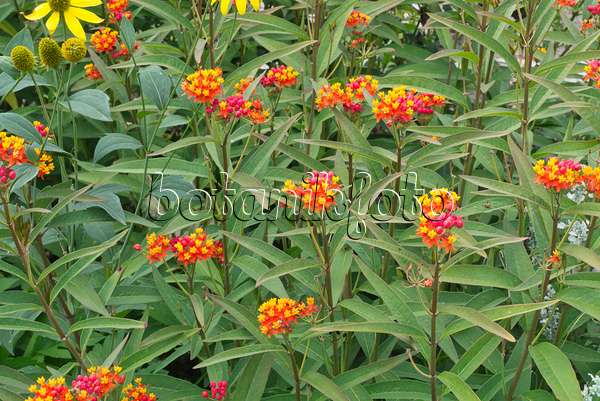 595033 - Scarlet milkweed (Asclepias curassavica)