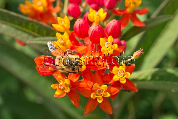 595034 - Scarlet milkweed (Asclepias curassavica) and bumble bee (Bombus)