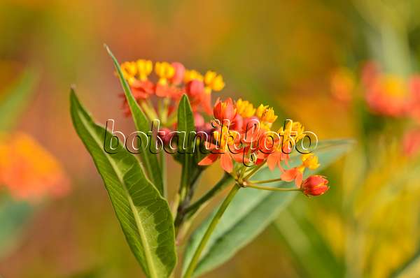 523192 - Scarlet milkweed (Asclepias curassavica 'Red Butterfly')
