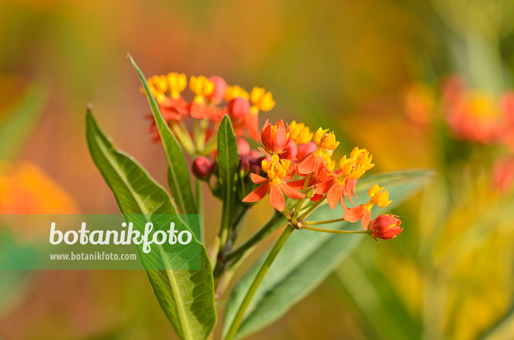 523192 - Scarlet milkweed (Asclepias curassavica 'Red Butterfly')