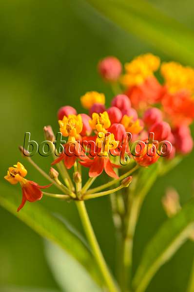 523193 - Scarlet milkweed (Asclepias curassavica 'Red Butterfly')