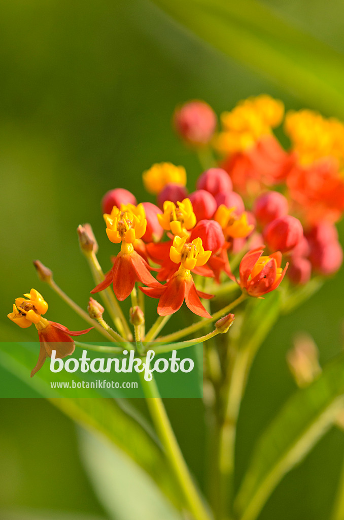 523193 - Scarlet milkweed (Asclepias curassavica 'Red Butterfly')