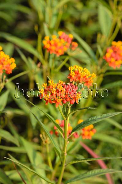 523194 - Scarlet milkweed (Asclepias curassavica 'Red Butterfly')