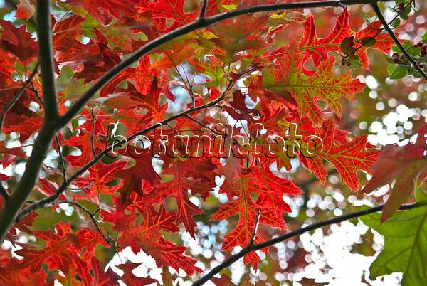 517220 - Scarlet oak (Quercus coccinea)