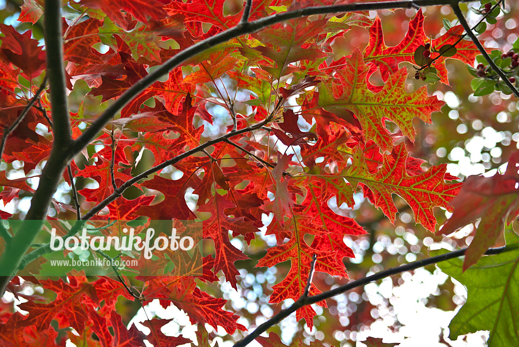 517220 - Scarlet oak (Quercus coccinea)