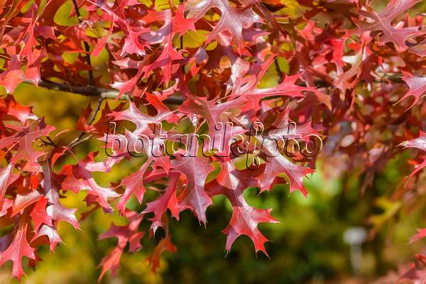 593172 - Scarlet oak (Quercus coccinea)