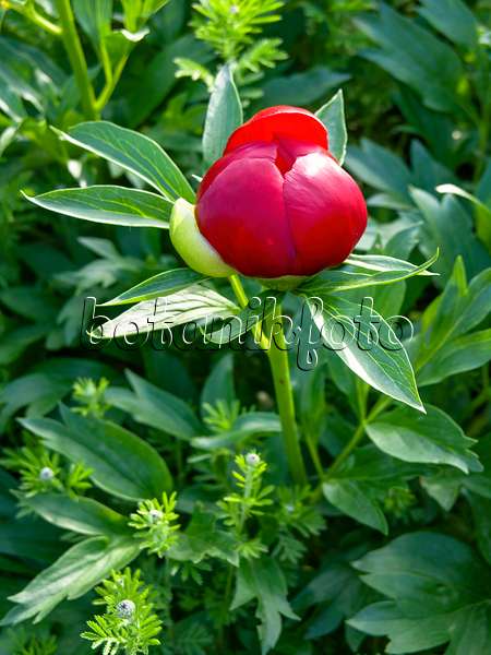 438001 - Scarlet peony (Paeonia peregrina)