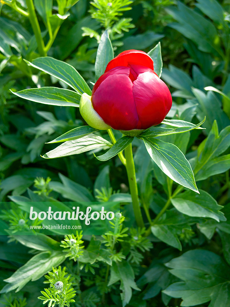 438001 - Scarlet peony (Paeonia peregrina)