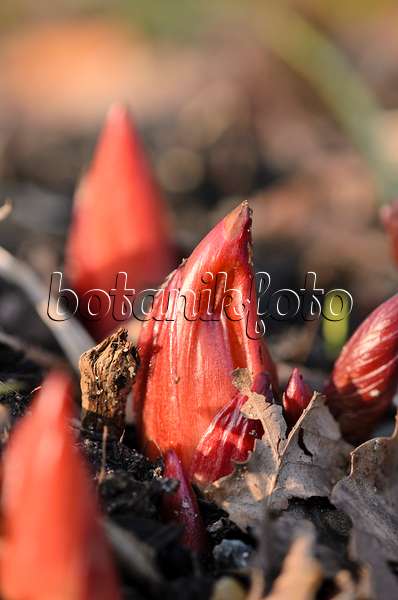 519011 - Scarlet peony (Paeonia peregrina)