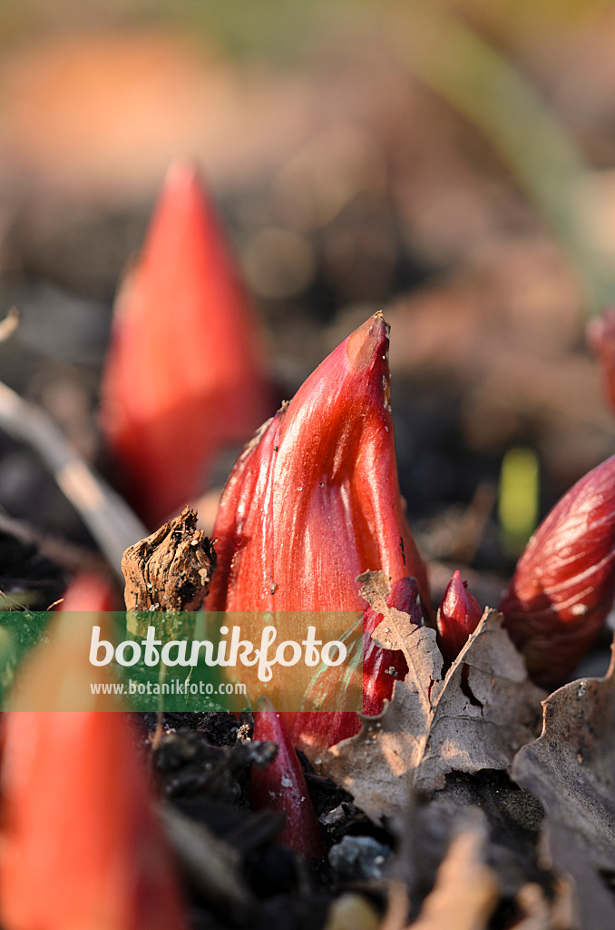 519011 - Scarlet peony (Paeonia peregrina)