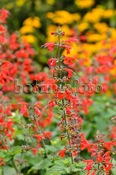 523262 - Scarlet sage (Salvia splendens)