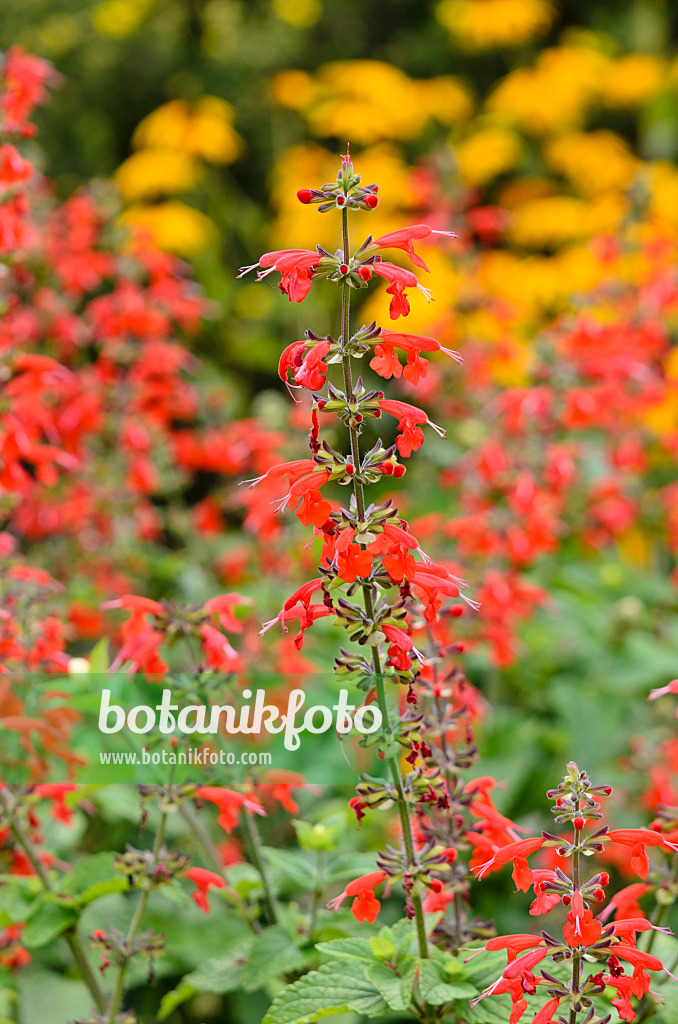 523262 - Scarlet sage (Salvia splendens)