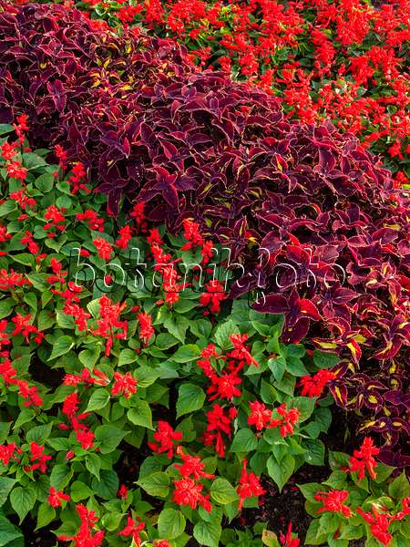 404017 - Scarlet sage (Salvia splendens) and coleus (Solenostemon syn. Coleus)