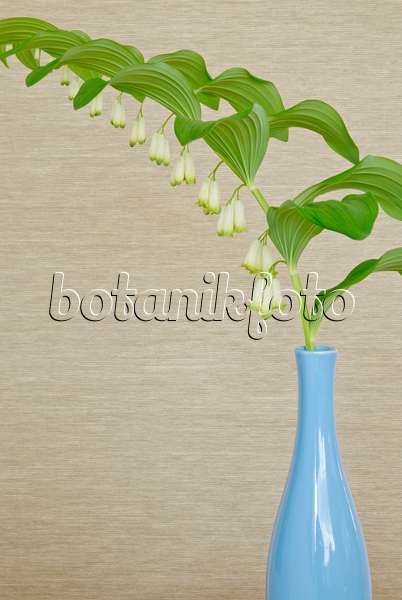 481015 - Sceau de Salomon multiflore (Polygonatum multiflorum) dans un vase bleu