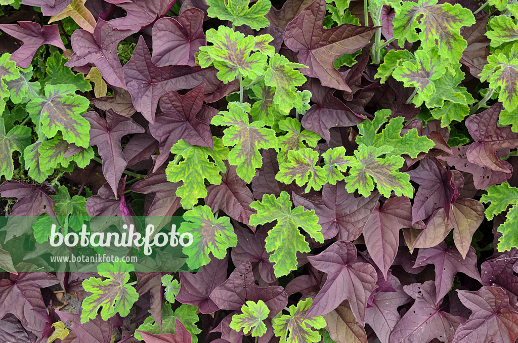 548056 - Scented pelargonium (Pelargonium Chocolate Peppermint) and sweet potato (Ipomoea batatas)