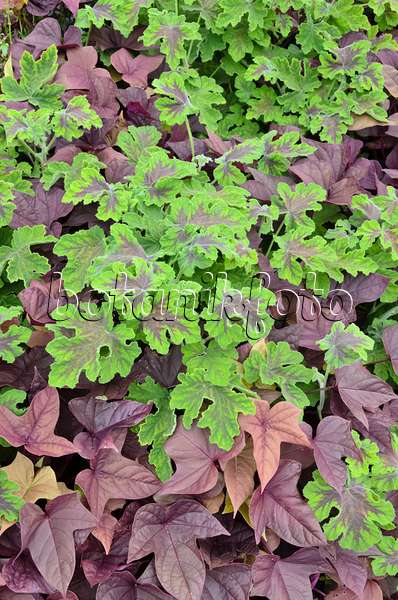 548057 - Scented pelargonium (Pelargonium Chocolate Peppermint) and sweet potato (Ipomoea batatas)
