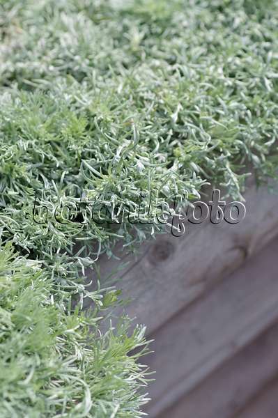 487233 - Schmidt's mugwort (Artemisia schmidtiana 'Nana')