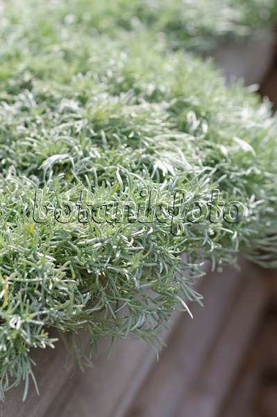 487235 - Schmidt's mugwort (Artemisia schmidtiana 'Nana')
