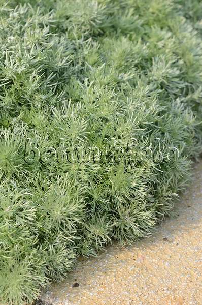 534420 - Schmidt's mugwort (Artemisia schmidtiana 'Nana')