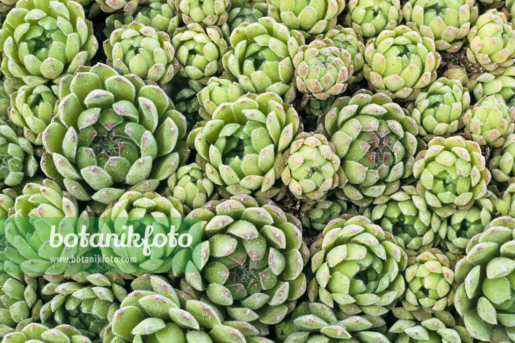 366008 - Schott's houseleek (Sempervivum x schottii)