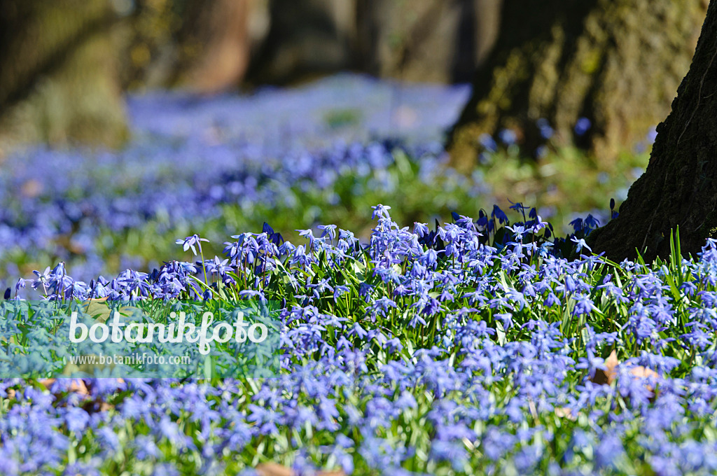 470084 - Scille de Sibérie (Scilla siberica)