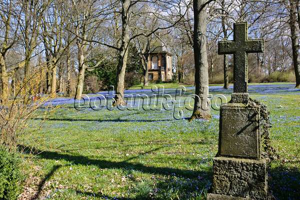470079 - Scille de Sibérie (Scilla siberica), cimetière de Linden, Hanovre, Allemagne