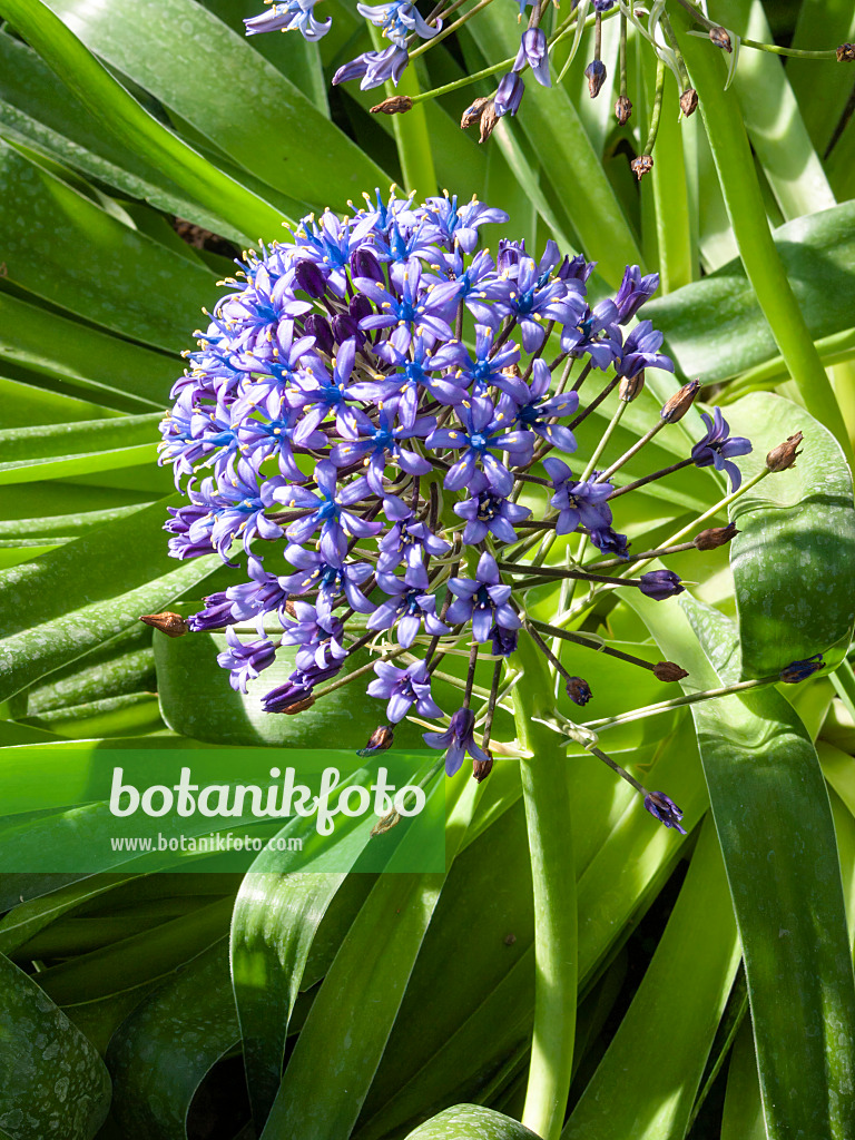 400017 - Scille du Pérou (Scilla peruviana)