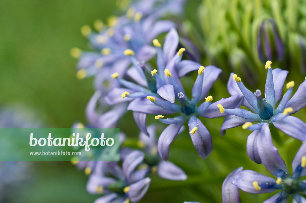 516012 - Scille du Pérou (Scilla peruviana)