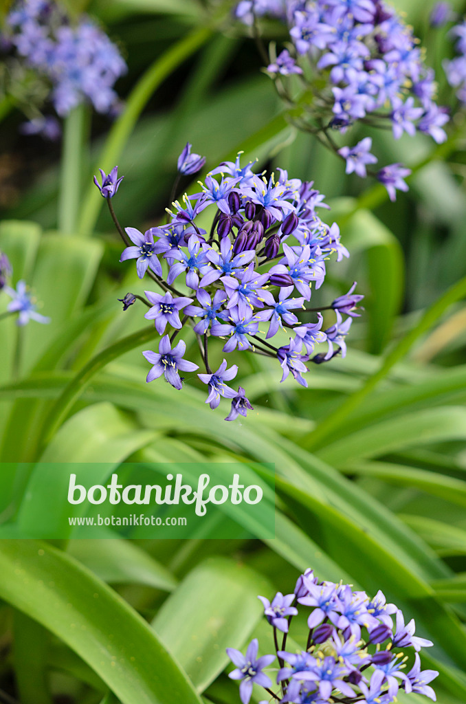 533265 - Scille du Pérou (Scilla peruviana)