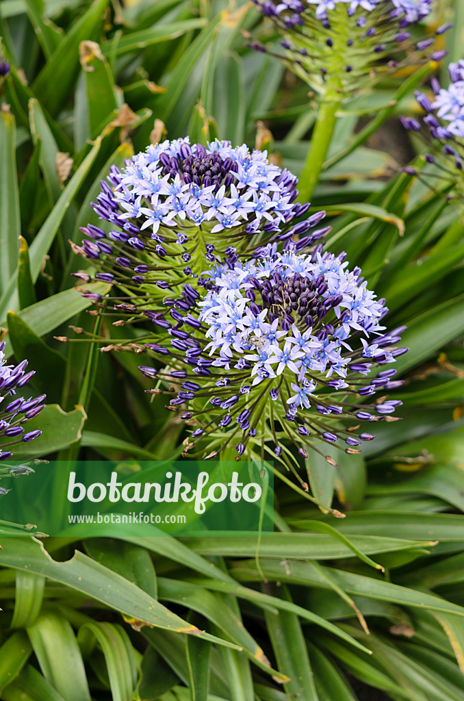 533278 - Scille du Pérou (Scilla peruviana)