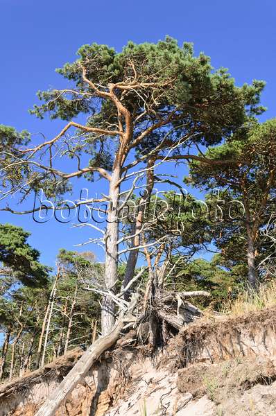 534307 - Scots pine (Pinus sylvestris) at the Darss western shore, Vorpommersche Boddenlandschaft National Park, Germany