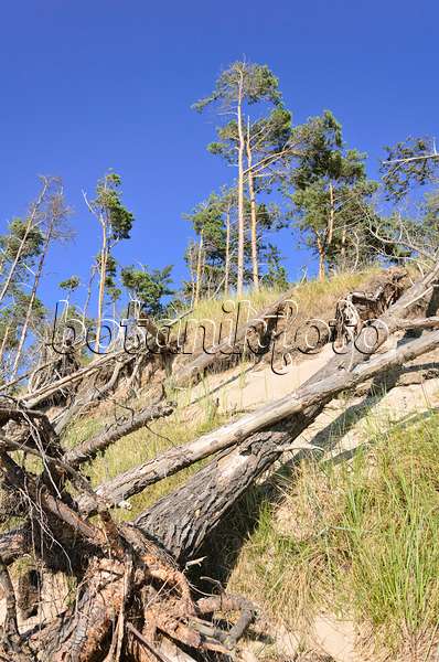 534309 - Scots pine (Pinus sylvestris) at the Darss western shore, Vorpommersche Boddenlandschaft National Park, Germany