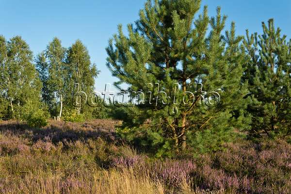 511343 - Scots pine (Pinus sylvestris), common heather (Calluna vulgaris) and birches (Betula), Schönower Heide Nature Reserve, Germany