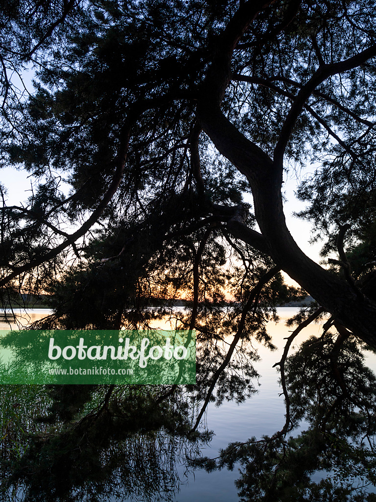 428372 - Scots pine (Pinus sylvestris), Müritz National Park, Germany