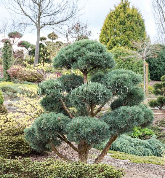 651441 - Scots pine (Pinus sylvestris 'Watereri')