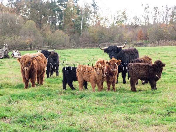 525464 - Scottish Highland cattle (Bos taurus)