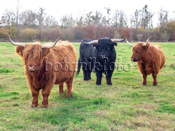 525465 - Scottish Highland cattle (Bos taurus)