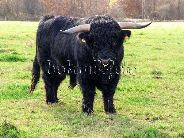525466 - Scottish Highland cattle (Bos taurus)