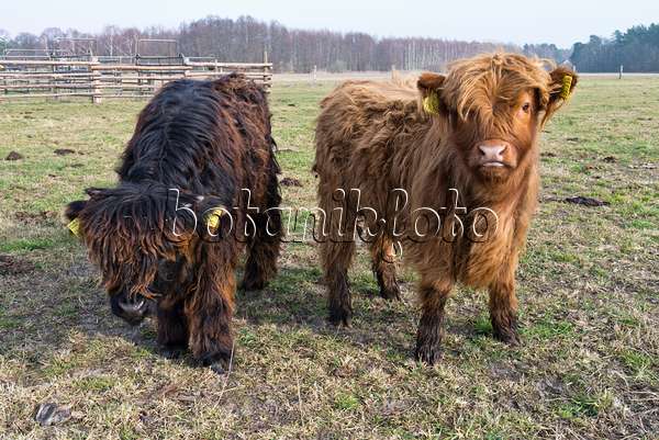 530025 - Scottish Highland cattle (Bos taurus)