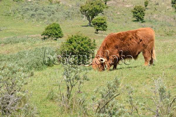 533580 - Scottish Highland cattle (Bos taurus), Zuid-Kennemerland National Park, Netherlands
