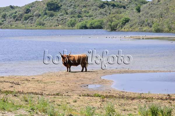 533581 - Scottish Highland cattle (Bos taurus), Zuid-Kennemerland National Park, Netherlands