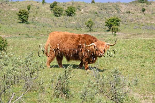 533583 - Scottish Highland cattle (Bos taurus), Zuid-Kennemerland National Park, Netherlands