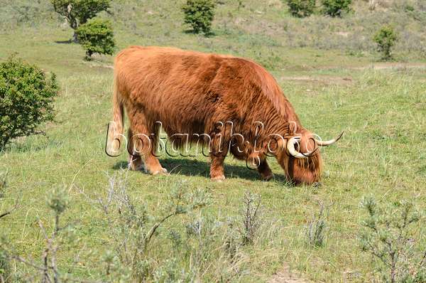 533584 - Scottish Highland cattle (Bos taurus), Zuid-Kennemerland National Park, Netherlands