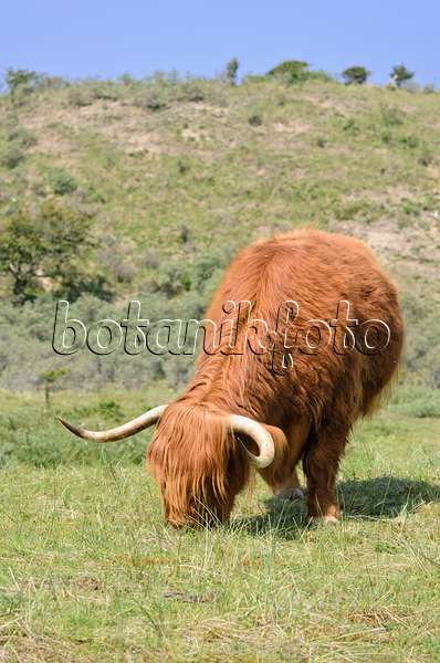 533585 - Scottish Highland cattle (Bos taurus), Zuid-Kennemerland National Park, Netherlands